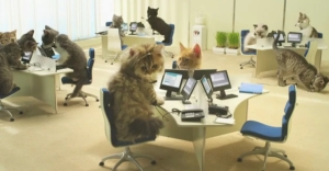 cat-conference-call